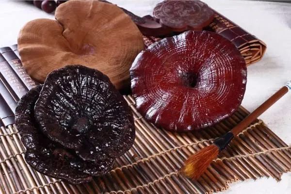 靈芝性?xún)r(jià)比高 適合絕大多數(shù)人吃